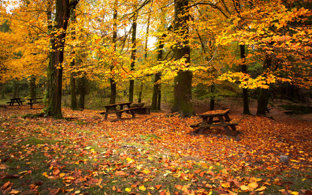 Autumn leaves park bench fantasy free wallpaper - medium preview image