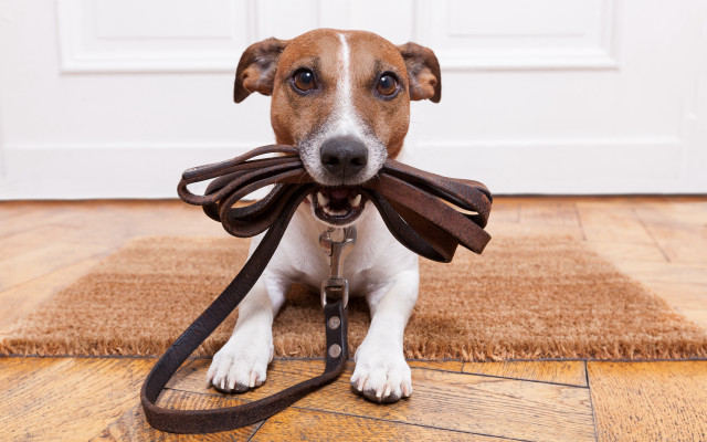Dog leash sitting door mat #2 free wallpaper - medium preview image