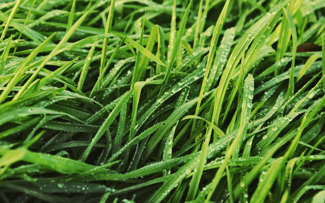 Grass drops bush forest nature free wallpaper - medium preview image