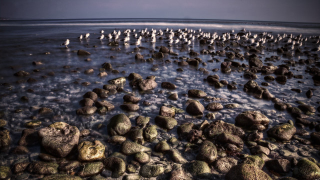 Birds rocky beach ocean group free wallpaper - medium preview image