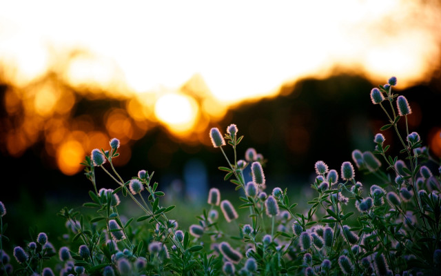 Flower field sunset blurry shallow free wallpaper - medium preview image