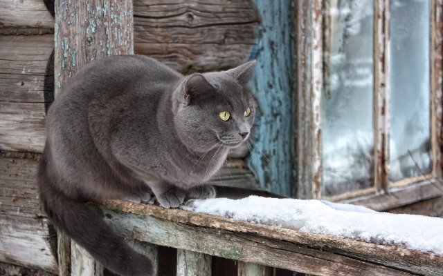 Cat snowy wooden ledge curious #2 free wallpaper - medium preview image