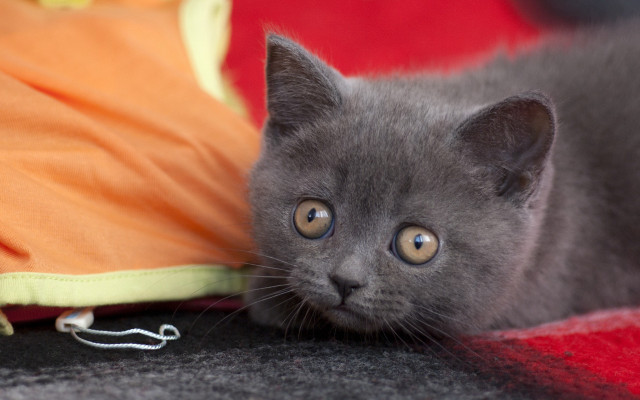 Gray kitten red blanket pillow free wallpaper - medium preview image