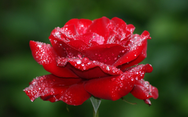 Red rose water droplets macro #41 free wallpaper - medium preview image