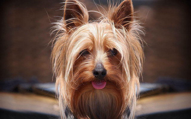 Dog tongue out camera blurry free wallpaper - medium preview image
