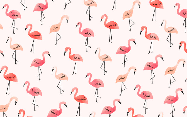Flamingos group standing white background free wallpaper - medium preview image