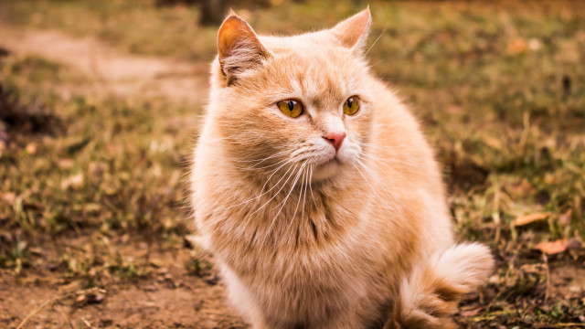 Sad cat looking camera blurry free wallpaper - medium preview image