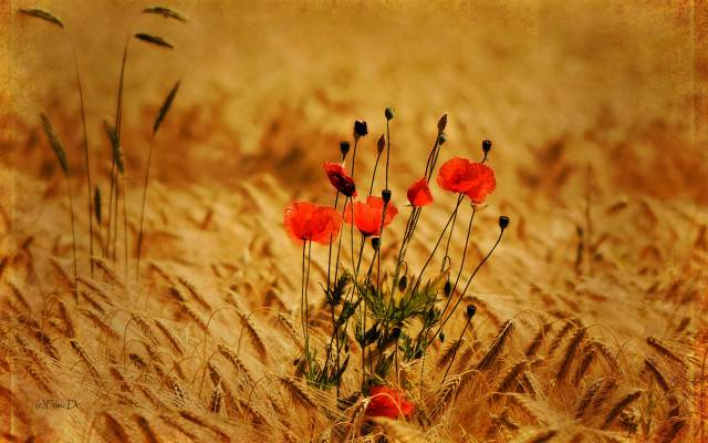 Wheat field red flowers sepia free wallpaper - medium preview image