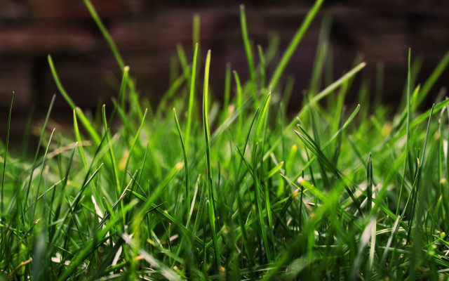 Green grass brick wall blurry #3 free wallpaper - medium preview image