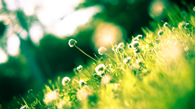 Grass flowers bokeh christmas nature #2 free wallpaper - medium preview image