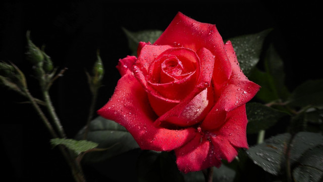 Red rose water droplets macro #46 free wallpaper - medium preview image