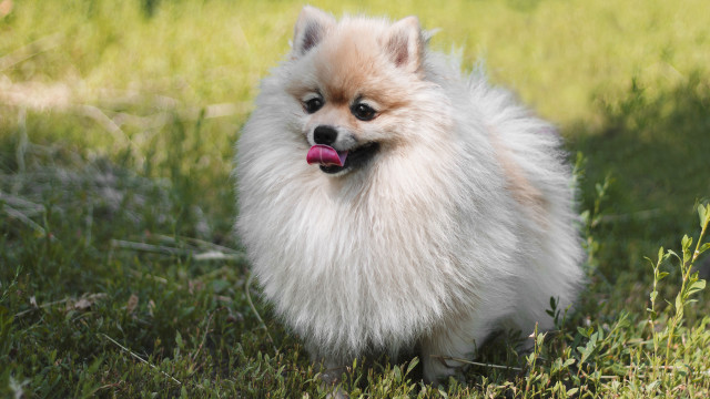 Small dog grass tongue out #2 free wallpaper - medium preview image