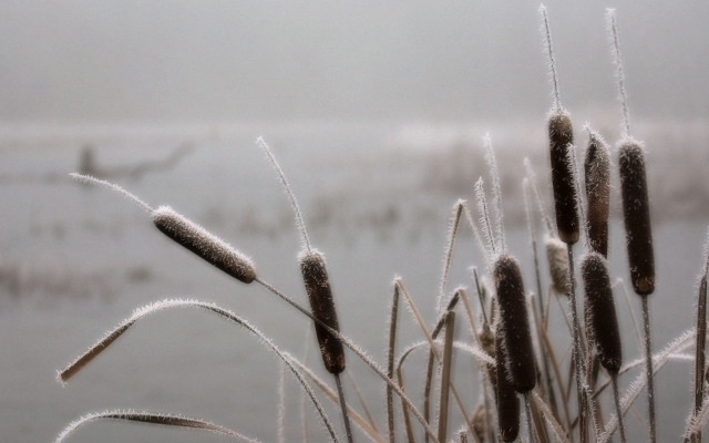 Plants snow water boat foggy #2 free wallpaper - medium preview image