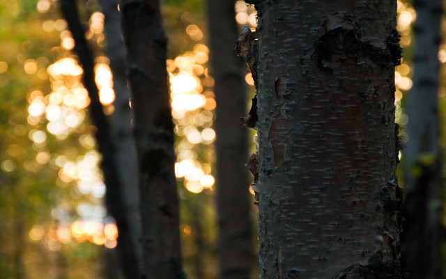 Tree trunk bokeh city lights free wallpaper - medium preview image