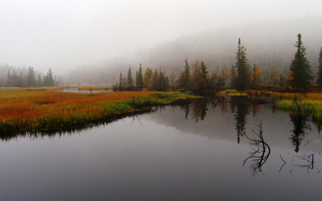 Foggy lake woods mountains branch free wallpaper - medium preview image
