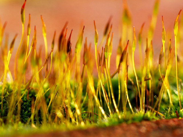 Grass yellow stems green leaves free wallpaper - medium preview image