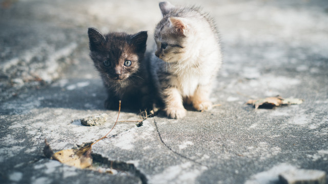 Kittens snow winter sad look free wallpaper - medium preview image