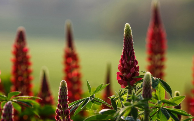 Red flowers green leaves background free wallpaper - medium preview image