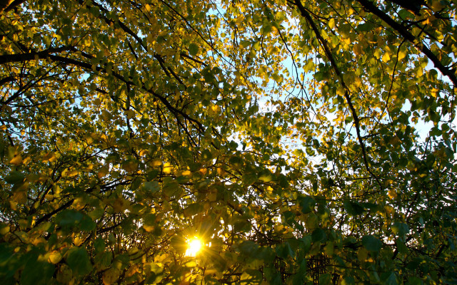 Sunshine through leaves forest autumn free wallpaper - medium preview image