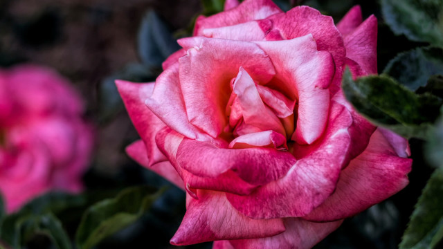 Pink rose garden blurry depth free wallpaper - medium preview image