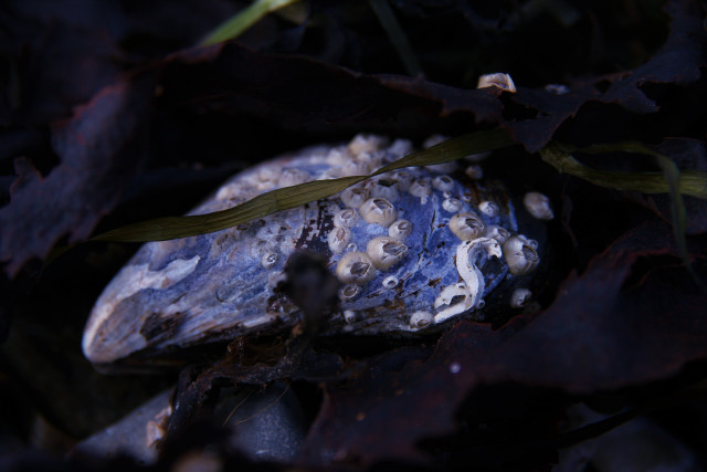 Rock plant ground dark leaves #2 free wallpaper - medium preview image