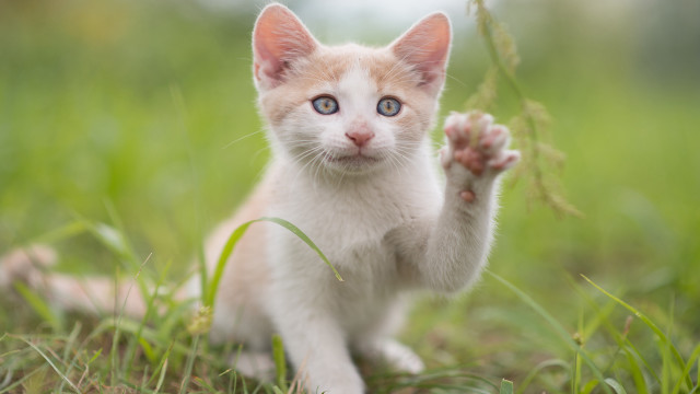 Kitten blue eyes grass daisy free wallpaper - medium preview image