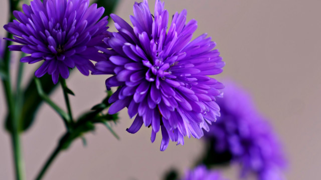 Purple flower macro bokeh blurry free wallpaper - medium preview image