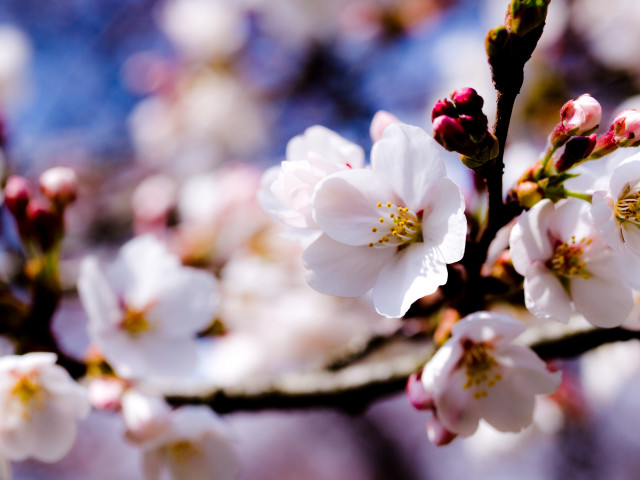 White flower closeup bokeh blur free wallpaper - medium preview image