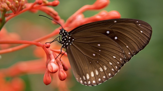Butterfly on flower red background free wallpaper - medium preview image