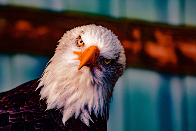 Bald eagle red beak white free wallpaper - medium preview image