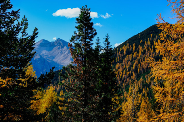 Mountain range trees blue sky free wallpaper for desktop - medium preview image