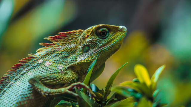 Green lizard branch leaves flowers free wallpaper - medium preview image
