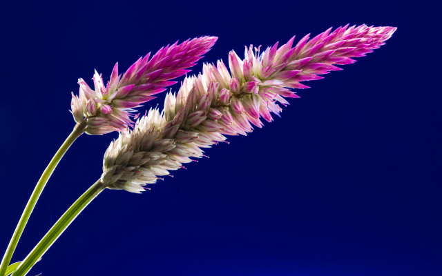 Flower blue background sky feathers free wallpaper - medium preview image