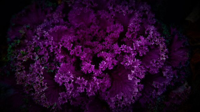 Purple flower leaves branch bloom free wallpaper - medium preview image