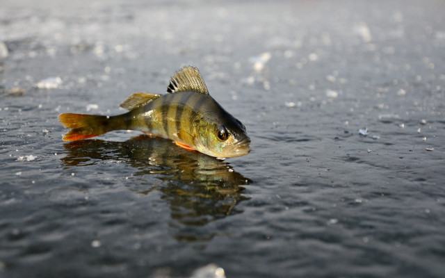 Fish beach ice water droplets free wallpaper - medium preview image