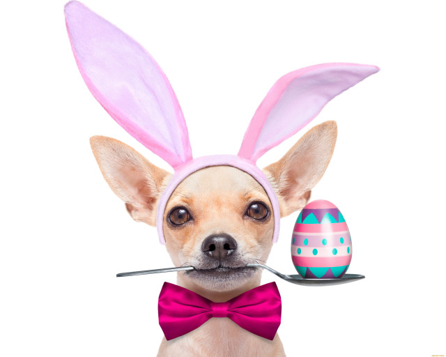 Chihuahua bunny ears pink bow free wallpaper - medium preview image