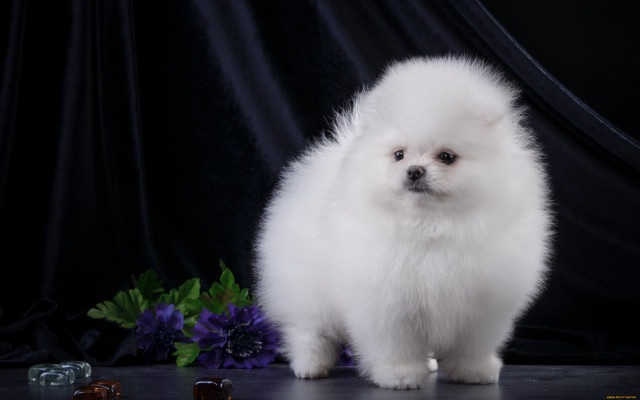 Small white dog purple hydrangea free wallpaper - medium preview image