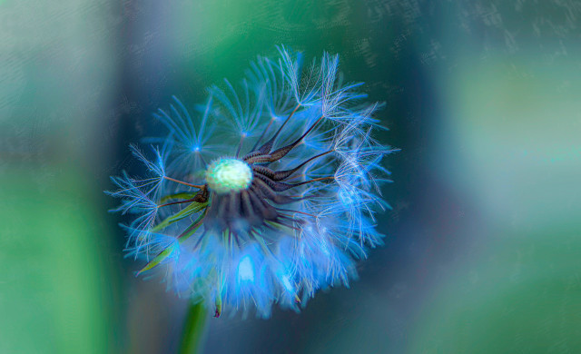 Dandelion macro glowing night fireworks free wallpaper - medium preview image