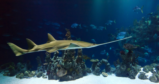 Large shark aquarium diver fish free wallpaper - medium preview image