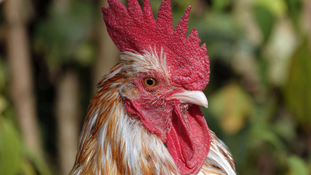 Rooster red comb white face free wallpaper - medium preview image
