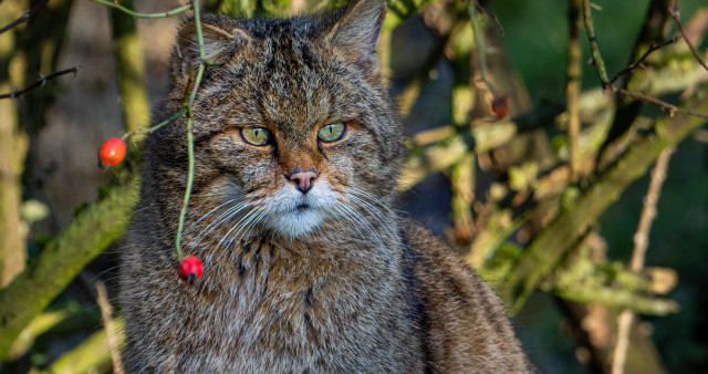 Cat tree berries sad bokeh free wallpaper - medium preview image