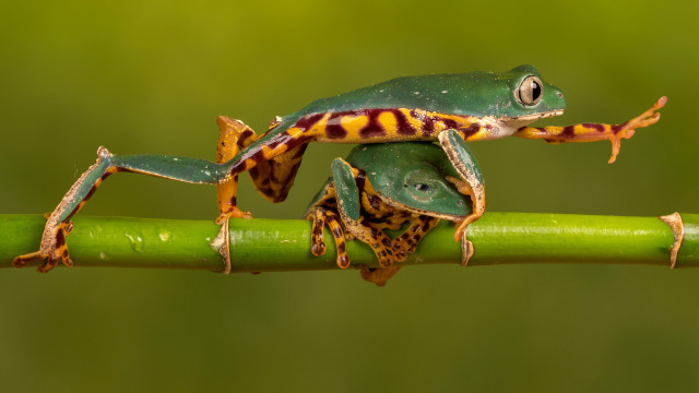 Frog striped green stem macro free wallpaper - medium preview image