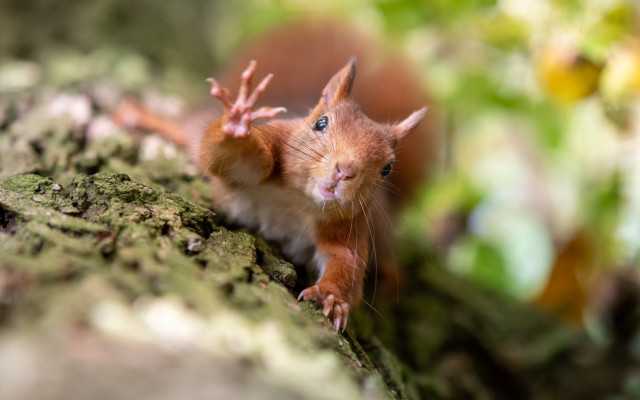 Red squirrel on tree trunk free wallpaper - medium preview image