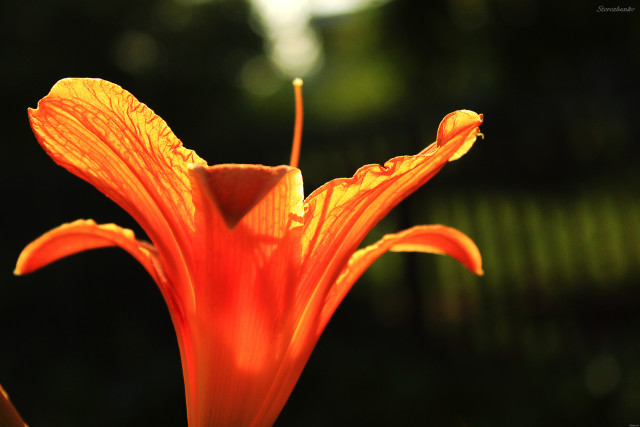 Flower burn macro shallow depth free wallpaper for desktop - medium preview image