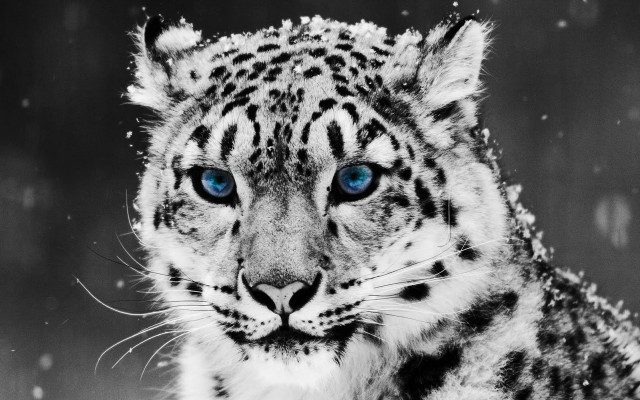 Snow leopard blue eyes snow #5 free wallpaper - medium preview image