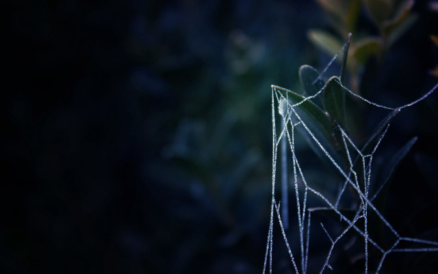 Plant water droplets gothic macro free wallpaper - medium preview image