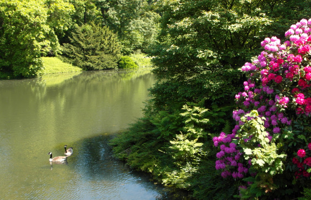 Duck pond flowers trees sunset free wallpaper - medium preview image