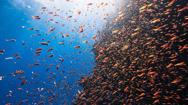 Ocean fish cliff blue sky free wallpaper - medium preview image