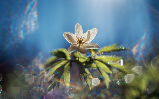 Flower sunlight bokeh leaves macro free wallpaper - medium preview image