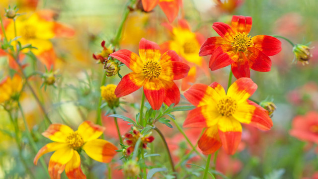 Flower field summer vibrancy blurry free wallpaper - medium preview image